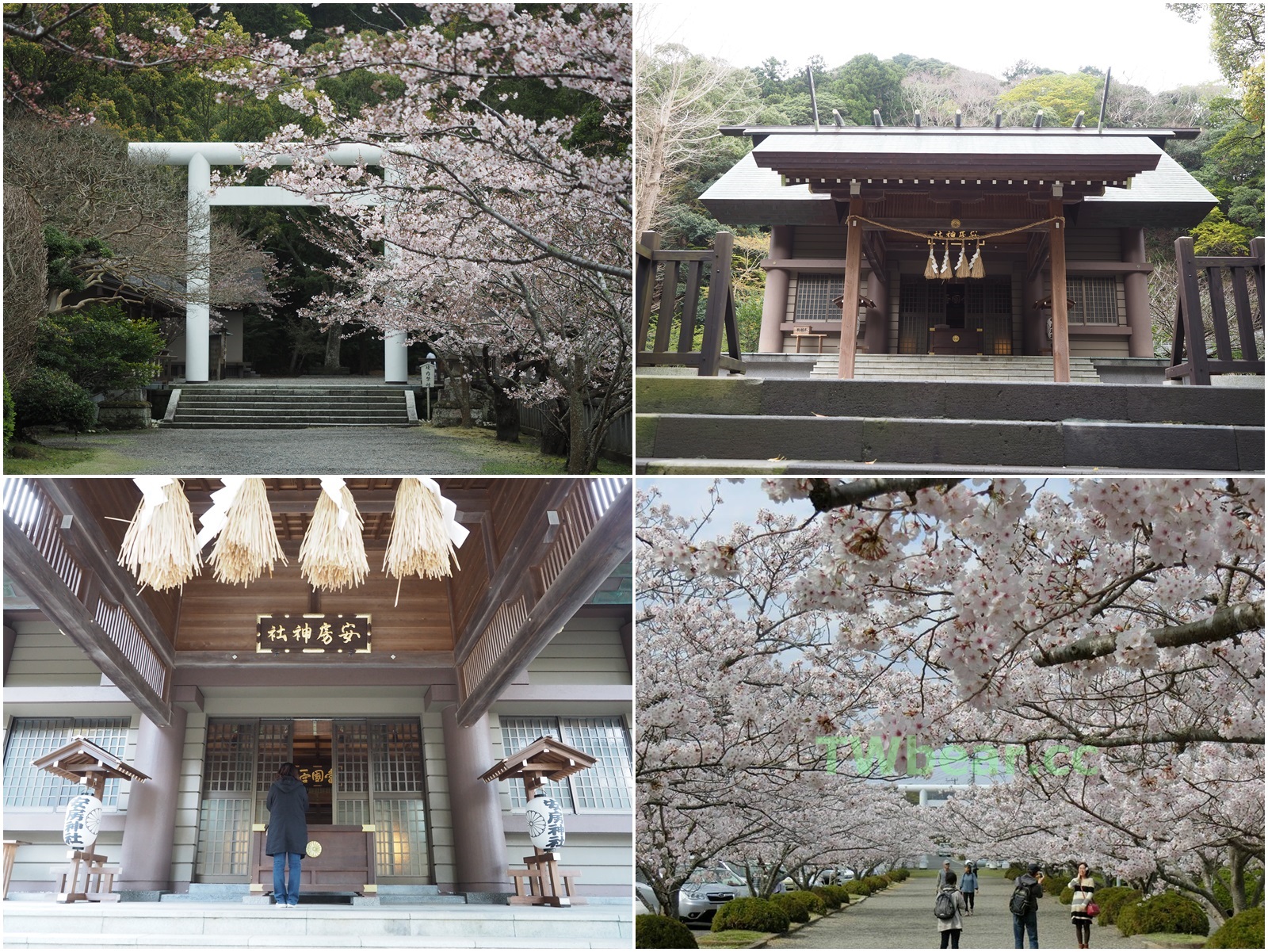 熊愛旅行 日本千葉 清幽雅致神境 櫻花紅葉新綠名所 超過2670年悠久歷史座落館山的安房國一之宮 安房神社 台灣熊部落格